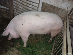 scroafa pentru sacrificat - imagine 3 scroafa pentru sacrificat - imagine 3