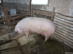 scroafa pentru sacrificat