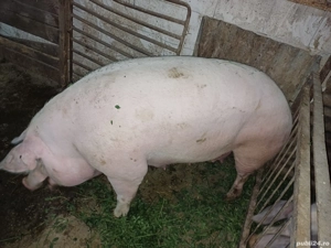 scroafa pentru sacrificat - imagine 4 scroafa pentru sacrificat - imagine 4
