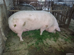 scroafa pentru sacrificat - imagine 6 scroafa pentru sacrificat - imagine 6
