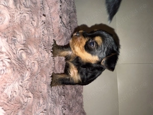 Pui Yorkshire Terrier adorabili   căutăm familii iubitoare și responsabile  - imagine 2
