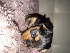 Pui Yorkshire Terrier adorabili   căutăm familii iubitoare și responsabile  - imagine 4