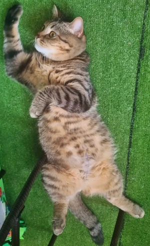 Pisica tigrata jumate british baiat - imagine 2