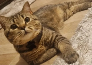 Pisica tigrata jumate british baiat
