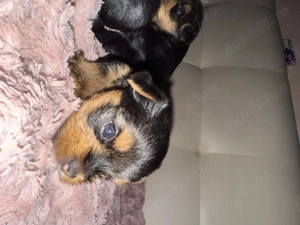 Pui Yorkshire Terrier adorabili   căutăm familii iubitoare și responsabile  - imagine 5