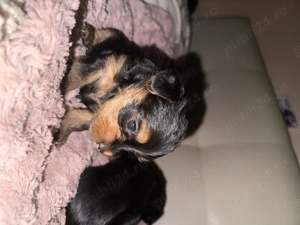 Pui Yorkshire Terrier adorabili   căutăm familii iubitoare și responsabile