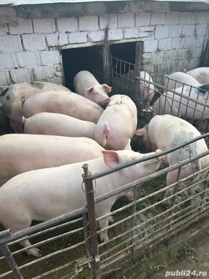 Porci de casa cu posibilitate de sacrificare in gospodarie - imagine 2 Porci de casa cu posibilitate de sacrificare in gospodarie - imagine 2