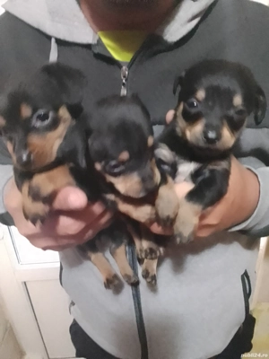 Căței teckel  - imagine 2 Căței teckel  - imagine 2