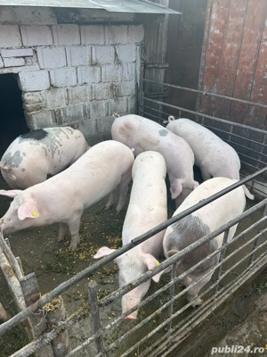 Porci de casa cu posibilitate de sacrificare in gospodarie
