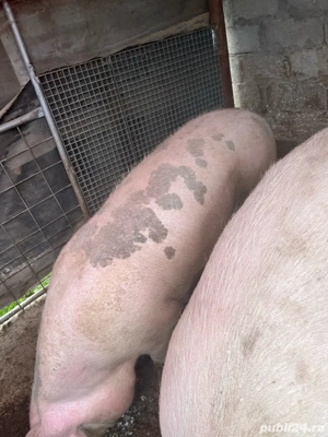 Vand porci de rasă.4 bucati la alegere - imagine 5 Vand porci de rasă.4 bucati la alegere - imagine 5