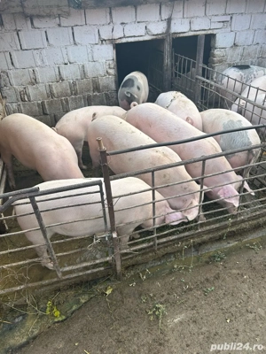 Porci de casa cu posibilitate de sacrificare in gospodarie - imagine 3 Porci de casa cu posibilitate de sacrificare in gospodarie - imagine 3