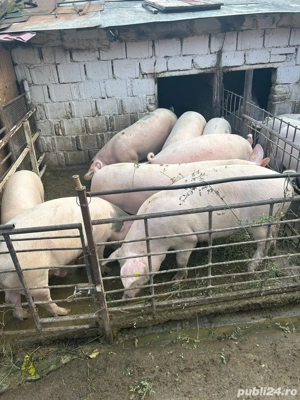 Porci de casa cu posibilitate de sacrificare in gospodarie - imagine 4 Porci de casa cu posibilitate de sacrificare in gospodarie - imagine 4