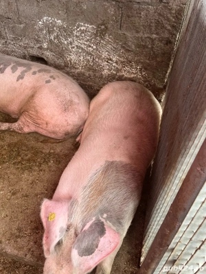 Vand porci de rasă.4 bucati la alegere - imagine 2 Vand porci de rasă.4 bucati la alegere - imagine 2