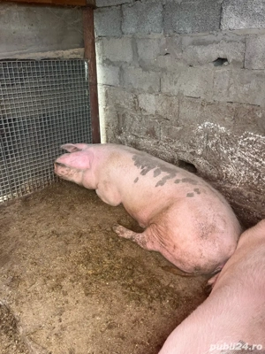 Vand porci de rasă.4 bucati la alegere - imagine 3 Vand porci de rasă.4 bucati la alegere - imagine 3