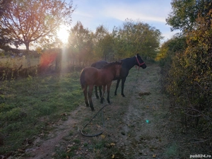 De vânzare iapa in vârsta de 7 ani cu mânz, iapa este din nou gestantă. - imagine 3