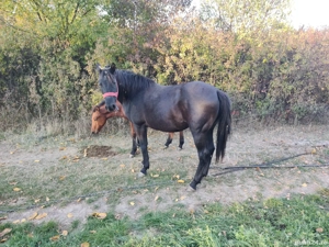 De vânzare iapa in vârsta de 7 ani cu mânz, iapa este din nou gestantă. - imagine 4