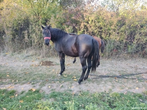 De vânzare iapa in vârsta de 7 ani cu mânz, iapa este din nou gestantă. - imagine 2