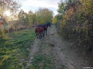 De vânzare iapa in vârsta de 7 ani cu mânz, iapa este din nou gestantă. - imagine 5