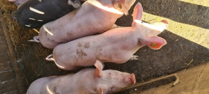 Vând grasuni marele alb - imagine 5