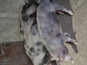 Porci de vinzare - imagine 3 Porci de vinzare - imagine 3