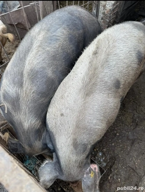 Porci de vanzare  - imagine 2 Porci de vanzare  - imagine 2