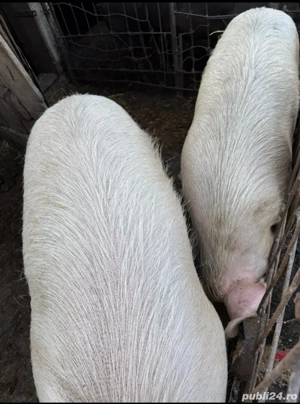 Porci de vanzare 