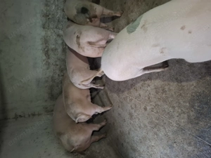 Porci de vinzare - imagine 2 Porci de vinzare - imagine 2