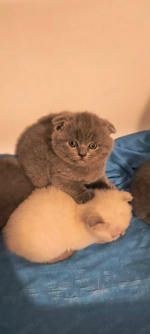 Puiuti scottish fold - imagine 4