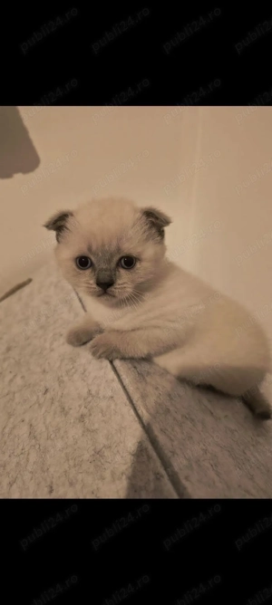 Puiuti scottish fold - imagine 3