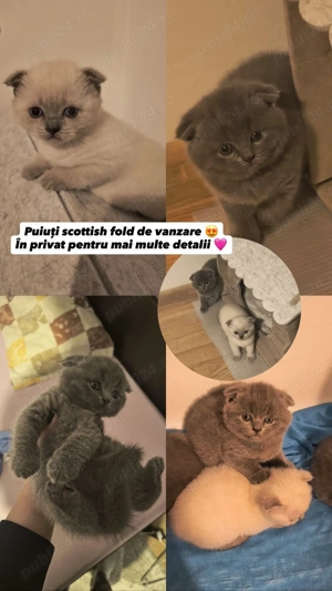 Puiuti scottish fold