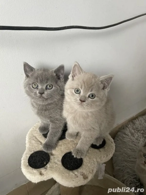 British Shorthair Blue  - imagine 2