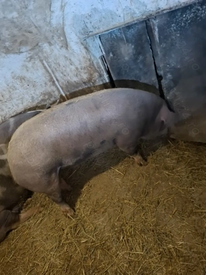 Vând porci de carne  - imagine 5