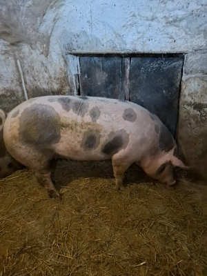 Vând porci de carne  - imagine 2