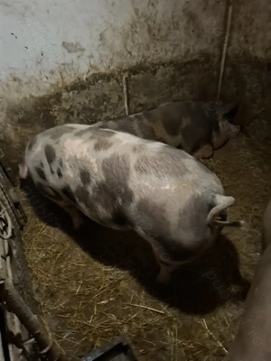 Vând porci de carne  - imagine 4