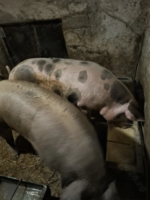 Vând porci de carne  - imagine 3