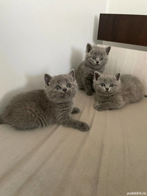 British Shorthair Blue  - imagine 3