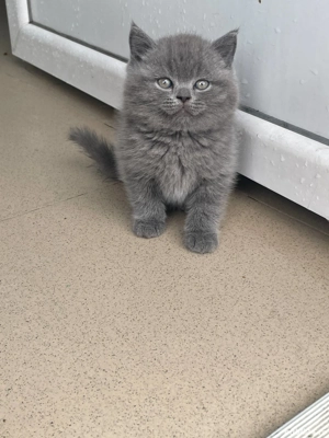British Shorthair Blue  - imagine 4