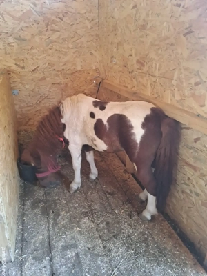 Ponei armasar monta sau vanzare - imagine 3