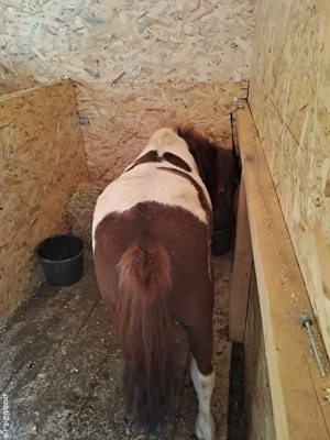 Ponei armasar monta sau vanzare - imagine 4