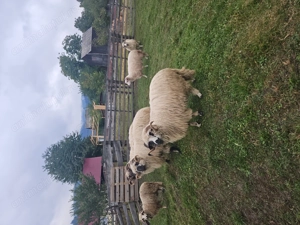 Vand oi si berbeci - imagine 2 Vand oi si berbeci - imagine 2