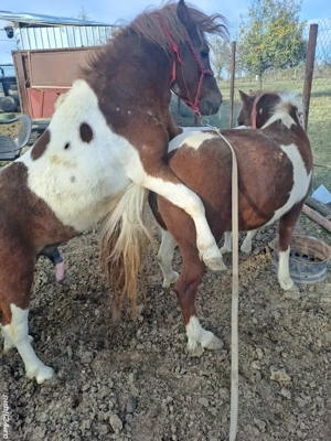 Ponei armasar monta sau vanzare - imagine 5