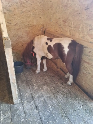 Ponei armasar monta sau vanzare