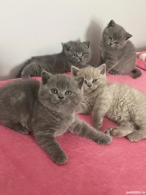 British Shorthair Blue 