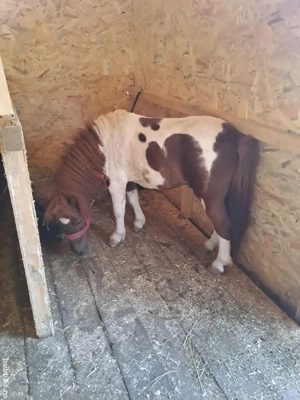 Ponei armasar monta sau vanzare - imagine 2