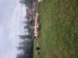 Vand oi si berbeci - imagine 4 Vand oi si berbeci - imagine 4