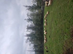 Vand oi si berbeci - imagine 3 Vand oi si berbeci - imagine 3