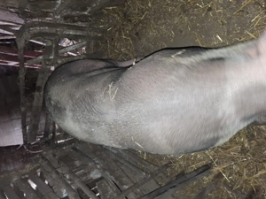 Porc de vanzare  - imagine 2