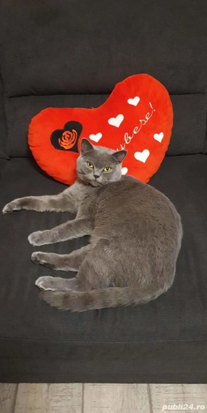 British Shorthair Blue  - imagine 5