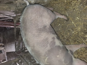 Porc de vanzare  - imagine 3