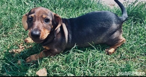 Vând cățelușă Teckel . - imagine 2 Vând cățelușă Teckel . - imagine 2